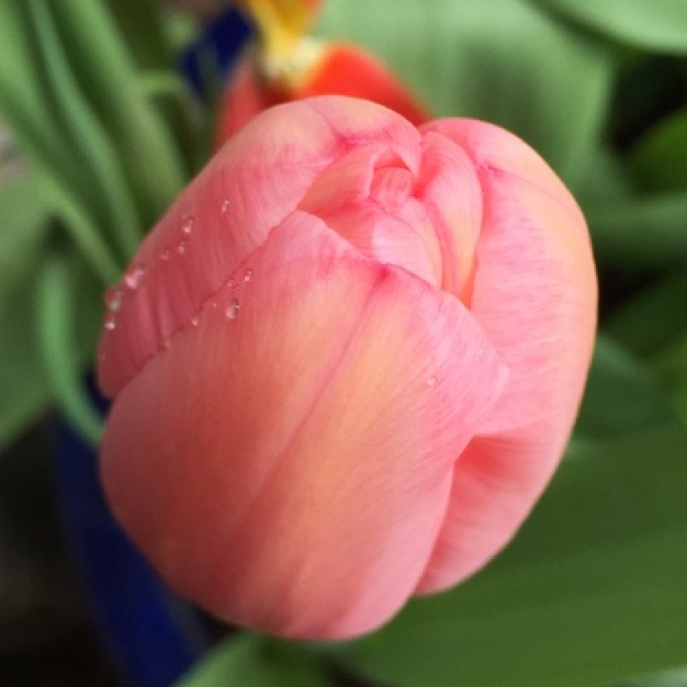 Meet your Posher, Kristi